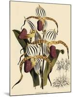 Cypripedium Stonei-John Nugent Fitch-Mounted Giclee Print