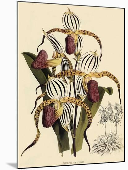 Cypripedium Stonei-John Nugent Fitch-Mounted Giclee Print