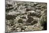 Cyprus, Khirokitia, Archaeological Site, Neolithic Age, Ruins of Houses, Fourth Millennium B.C.-null-Mounted Giclee Print