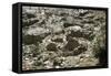 Cyprus, Khirokitia, Archaeological Site, Neolithic Age, Ruins of Houses, Fourth Millennium B.C.-null-Framed Stretched Canvas