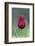 Cyprus Tulip (Tulipa Cypria) Flower, Akamas Peninsula, Cyprus, April 2009-Lilja-Framed Photographic Print