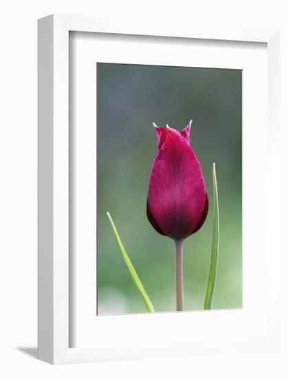 Cyprus Tulip (Tulipa Cypria) Flower, Akamas Peninsula, Cyprus, April 2009-Lilja-Framed Photographic Print