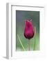 Cyprus Tulip (Tulipa Cypria) Flower, Akamas Peninsula, Cyprus, April 2009-Lilja-Framed Photographic Print