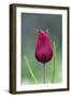 Cyprus Tulip (Tulipa Cypria) Flower, Akamas Peninsula, Cyprus, April 2009-Lilja-Framed Photographic Print