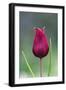 Cyprus Tulip (Tulipa Cypria) Flower, Akamas Peninsula, Cyprus, April 2009-Lilja-Framed Photographic Print