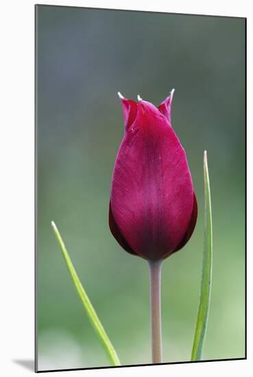 Cyprus Tulip (Tulipa Cypria) Flower, Akamas Peninsula, Cyprus, April 2009-Lilja-Mounted Photographic Print