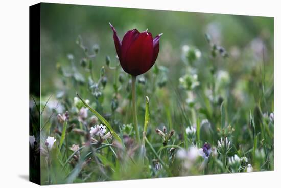 Cyprus Tulip (Tulipa Cypria) in Flower, Akamas Peninsula, Cyprus, April 2009-Lilja-Stretched Canvas