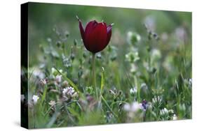 Cyprus Tulip (Tulipa Cypria) in Flower, Akamas Peninsula, Cyprus, April 2009-Lilja-Stretched Canvas