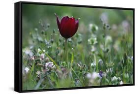 Cyprus Tulip (Tulipa Cypria) in Flower, Akamas Peninsula, Cyprus, April 2009-Lilja-Framed Stretched Canvas