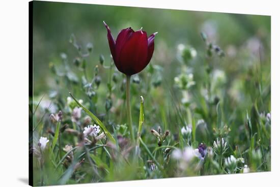 Cyprus Tulip (Tulipa Cypria) in Flower, Akamas Peninsula, Cyprus, April 2009-Lilja-Stretched Canvas