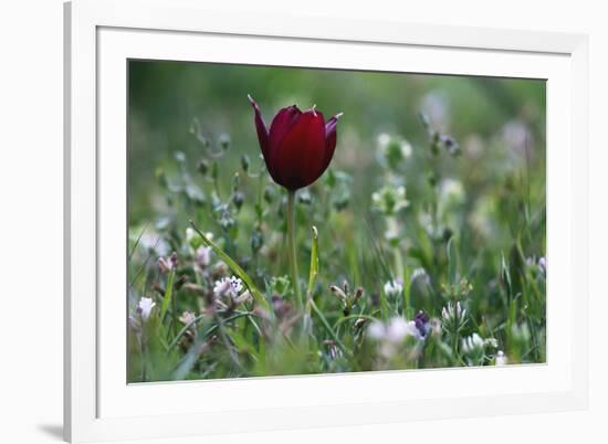 Cyprus Tulip (Tulipa Cypria) in Flower, Akamas Peninsula, Cyprus, April 2009-Lilja-Framed Photographic Print