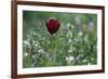 Cyprus Tulip (Tulipa Cypria) in Flower, Akamas Peninsula, Cyprus, April 2009-Lilja-Framed Photographic Print