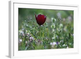 Cyprus Tulip (Tulipa Cypria) in Flower, Akamas Peninsula, Cyprus, April 2009-Lilja-Framed Photographic Print