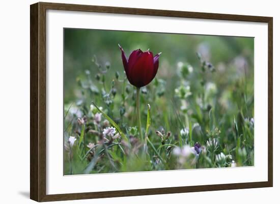 Cyprus Tulip (Tulipa Cypria) in Flower, Akamas Peninsula, Cyprus, April 2009-Lilja-Framed Photographic Print