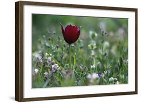 Cyprus Tulip (Tulipa Cypria) in Flower, Akamas Peninsula, Cyprus, April 2009-Lilja-Framed Photographic Print