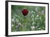 Cyprus Tulip (Tulipa Cypria) in Flower, Akamas Peninsula, Cyprus, April 2009-Lilja-Framed Photographic Print