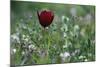 Cyprus Tulip (Tulipa Cypria) in Flower, Akamas Peninsula, Cyprus, April 2009-Lilja-Mounted Photographic Print