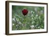 Cyprus Tulip (Tulipa Cypria) in Flower, Akamas Peninsula, Cyprus, April 2009-Lilja-Framed Photographic Print