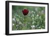 Cyprus Tulip (Tulipa Cypria) in Flower, Akamas Peninsula, Cyprus, April 2009-Lilja-Framed Photographic Print