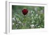 Cyprus Tulip (Tulipa Cypria) in Flower, Akamas Peninsula, Cyprus, April 2009-Lilja-Framed Photographic Print