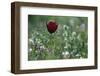 Cyprus Tulip (Tulipa Cypria) in Flower, Akamas Peninsula, Cyprus, April 2009-Lilja-Framed Photographic Print