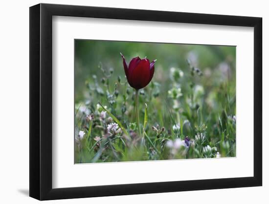 Cyprus Tulip (Tulipa Cypria) in Flower, Akamas Peninsula, Cyprus, April 2009-Lilja-Framed Photographic Print