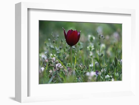 Cyprus Tulip (Tulipa Cypria) in Flower, Akamas Peninsula, Cyprus, April 2009-Lilja-Framed Photographic Print