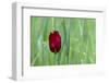 Cyprus Tulip (Tulipa Cypria) in Flower, Hisarköy, Northern Cyprus, April 2009-Lilja-Framed Photographic Print