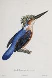 Malagasy Kingfisher, Aleedo Vintsioides-Cyrille Pierre Theodore Laplace-Giclee Print