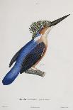 Malagasy Kingfisher, Aleedo Vintsioides-Cyrille Pierre Theodore Laplace-Framed Giclee Print