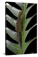 Cyrtodactylus Peguensis (Thai Bow-Fingered Gecko)-Paul Starosta-Stretched Canvas