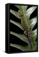 Cyrtodactylus Peguensis (Thai Bow-Fingered Gecko)-Paul Starosta-Framed Stretched Canvas