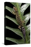 Cyrtodactylus Peguensis (Thai Bow-Fingered Gecko)-Paul Starosta-Stretched Canvas