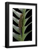 Cyrtodactylus Peguensis (Thai Bow-Fingered Gecko)-Paul Starosta-Framed Photographic Print