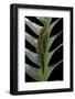 Cyrtodactylus Peguensis (Thai Bow-Fingered Gecko)-Paul Starosta-Framed Photographic Print