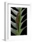 Cyrtodactylus Peguensis (Thai Bow-Fingered Gecko)-Paul Starosta-Framed Photographic Print