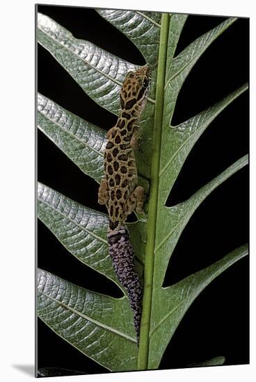 Cyrtodactylus Peguensis (Thai Bow-Fingered Gecko)-Paul Starosta-Mounted Photographic Print