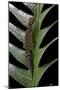 Cyrtodactylus Peguensis (Thai Bow-Fingered Gecko)-Paul Starosta-Mounted Photographic Print