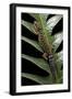 Cyrtodactylus Peguensis (Thai Bow-Fingered Gecko)-Paul Starosta-Framed Photographic Print