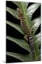 Cyrtodactylus Peguensis (Thai Bow-Fingered Gecko)-Paul Starosta-Mounted Photographic Print