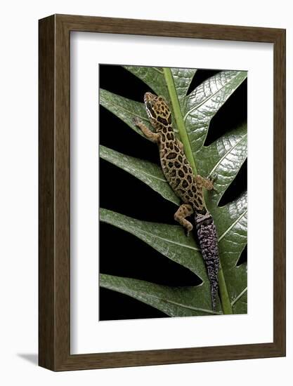 Cyrtodactylus Peguensis (Thai Bow-Fingered Gecko)-Paul Starosta-Framed Photographic Print