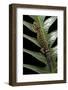 Cyrtodactylus Peguensis (Thai Bow-Fingered Gecko)-Paul Starosta-Framed Photographic Print