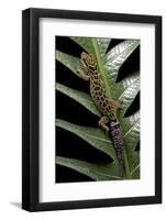 Cyrtodactylus Peguensis (Thai Bow-Fingered Gecko)-Paul Starosta-Framed Photographic Print