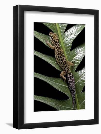 Cyrtodactylus Peguensis (Thai Bow-Fingered Gecko)-Paul Starosta-Framed Photographic Print