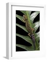 Cyrtodactylus Peguensis (Thai Bow-Fingered Gecko)-Paul Starosta-Framed Photographic Print