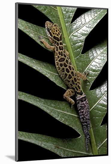 Cyrtodactylus Peguensis (Thai Bow-Fingered Gecko)-Paul Starosta-Mounted Photographic Print