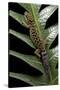 Cyrtodactylus Peguensis (Thai Bow-Fingered Gecko)-Paul Starosta-Stretched Canvas