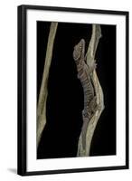 Cyrtodactylus Pulchellus (Malayan Forest Gecko)-Paul Starosta-Framed Photographic Print