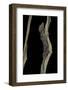 Cyrtodactylus Pulchellus (Malayan Forest Gecko)-Paul Starosta-Framed Photographic Print