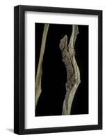 Cyrtodactylus Pulchellus (Malayan Forest Gecko)-Paul Starosta-Framed Photographic Print